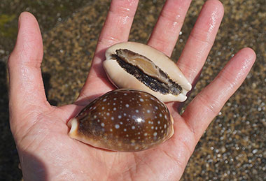 ホシキヌタ（タカラガイの仲間）和賀江島