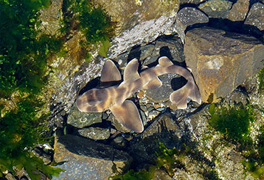 ネコザメの赤ちゃん（和賀江島）