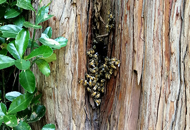 杉の洞に巣を作る二ホンミツバチ
