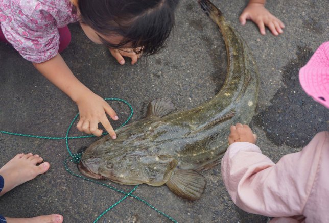★今月の１枚（２０２５年１１月号）～巨大マゴチが釣れました～