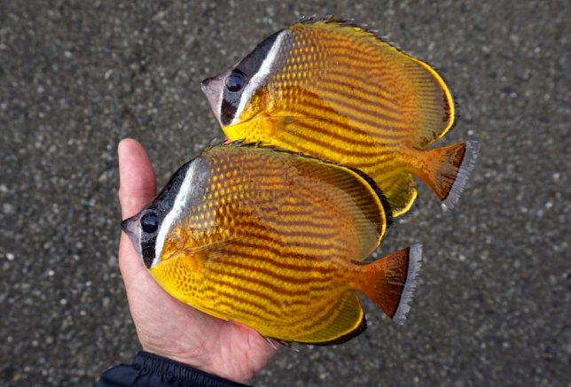 ★今月の１枚（２０２５年１２月号）～死滅回遊魚（チョウチョウウオ）～