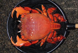 ★今月の１枚（２０２６年３月号）～幻のカニ（アサヒガニ）～