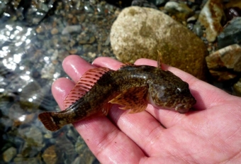 渓流釣りをしていると、そこで釣れた魚で川の中の状況が分かることがあります。例えば「イワナが釣れだすと、もうそこにはヤマメがいない」「カジカが釣れるともうそこにはヤマメやイワナがいない」などなど、これはエサ取りが上手い魚を順で示したもので、ヤマメが一番エサ取りが上手であることを示しております。カジカもから揚げにするととても美味しく頂けます。