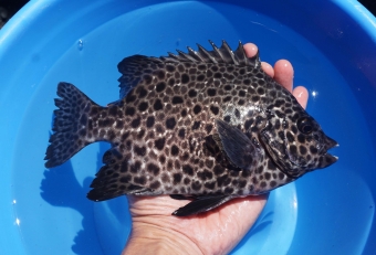 南方系の魚ですが、水温が高い夏～秋にかけて地磯の小物釣りでよく釣れます。イシダイ同様に美味しく、サイズが大きいものは超がつくほどの高級魚になります。