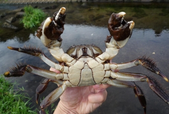 モクズガニのシンボルでもあるフサフサな鋏脚、これは藻が生えているのではなく地毛、つまり剛毛な腕毛の持ち主といえます。この太く豪快なハサミをよく見ると先端部(茶色の箇所)だけ薄くなっており上下がピタッと噛み合わさる構造になっており、強鋏ながらも実は雑食性で細かい藻などを摘み取るのに適した形状になっております。