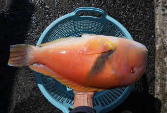 これは「イラ」という大型ベラの仲間です。相模湾での釣りでは比較的お馴染みな魚で、船釣りでは外道としてよく釣れます。イラの３大特徴である「マヌケな顔」「斜め掛けしたタスキ模様」「トロピカル色調」、これら３つが相まってこの可愛いキャラが形成されております。エサ取り名人として釣人には嫌わていますが、私個人的には「釣れたら嬉しい魚」です。地元消費が主で「安い」「大きい」「新鮮」の３拍子揃い、食感もまるでエビを食べているようなプリプリ感でもう非の打ち所がないと言いたいところですが、実は１つだけ欠点があります。それは「味が全くない魚」ないことです。決して「不味い」のではないです、味がないのです。大抵の魚は何かしら味があるのですが、このイラに限っては全くそれを感じさせません。（※）外道（げどう）とは、本来狙っている魚に対して、そうでない魚が釣れることをいいます。たとえそれが本命以上の嬉しい魚であっても、外道は外道となります（釣人は誰もが経験したことがありますね）。