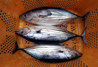 戻りカツオとは、夏に東北沖（親潮域）まで北上し小魚をたっぷり食べたあと、再び南下して戻ってくカツオのことです。近海では１０月～１１月頃に水揚げされ、（初夏に獲れる）初カツオと比べその違いは一目瞭然、体がパンパンに肥えて脂がのりとても美味しいのが特徴です。そのため素材を活かした料理（刺身やお寿司）で頂くのが一番よいでしょう。