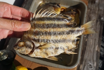 ヒレはトゲトゲな魚で、調理しても全く美味しそうに思えません。しかし口に入れた瞬間、あまりの美味しさにビックリすることでしょう。油分を含んでおり、旨コクを味わうことができます。