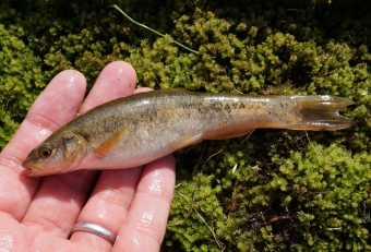 中～上流域に棲むハヤの仲間で、オイカワ同様、川遊びで何かと登場する魚です。