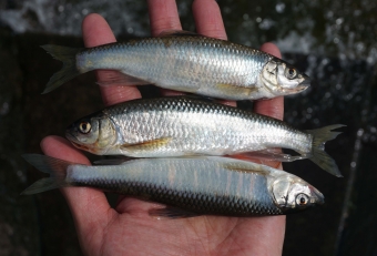 芦ノ湖にはオイカワやウグイなど古来の日本淡水魚も多数生息しております。