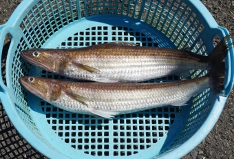 海水温の高い８月～１０月頃によく漁獲されます。釣りではジギングやヒラメ釣りの外道としてよく釣れます。身は美しい白身ですが小骨が多く水っぽいので、練りモノにするとよいでしょう。