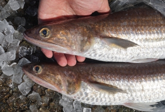 完全な魚食性。口が大きく裂けており悪食、口に入る獲物は何でも飲み込んでしまいます。それを受け入れる胃袋も大きい。