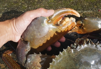 特徴は何といってもこの重厚感のある巨大なハサミ、噛み合わせはまるで臼歯のような歯が並んでおり挟む力は超強大、もし指を挟まれたら確実に大怪我するレベルです。ハサミをよく見ると左右の形状が違うことに気づきます、おそらく大胆な力作業、細かい作業など、それぞれのハサミに役割分担があるのでしょう。