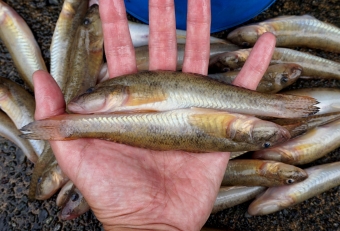 初秋の風物誌といえるハゼ釣りは、近場でだれにでも釣れることで人気が高い魚です。シーズンは秋の彼岸頃から始まり、初期のハゼは浅場に集まっているので堤防や河口で数釣りを楽しむことができます。晩秋から冬になると水温低下と共に深場に落ちることから「落ちハゼ」、またサイズが大きくなることから「ケタハゼ」と呼ばれ、ボート釣りが主流となります。