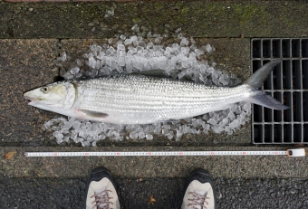 これは「ソトイワシ」といいます。全長８３センチ（尾又長７５センチ）４.７キログラムの大物です。海外では「ボーンフィッシュ」という名で親しまれ、南国（赤道直下エリア）ではゲームフィッシングでは非常に人気のあるターゲットです。ハリに掛けた時の直線的な突進力はすさまじく「サーフの弾丸ライナー」ともよばれ、多くの釣人を魅了してきました。ただ南方系の魚であるゆえ、まさか相模湾の定置網にかかるなんてビックリです。漁業者に話を聞くと、２０２３年頃から希に水揚げされるようになったと言っておりました。もちろんスポット的な漁獲ではありますが、温暖化の影響で魚の生息域も変わってきているのでしょう（２０２４年１０月１６日撮影）。