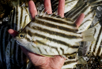 美味しくなさそうで、実はメチャクチャ美味しい魚・・・それは「カゴガキダイ」です。もし釣れたら必ず「お持ち帰りリスト」に追加してください。魚屋で売ってたら是非買ってください。体や腹には油分を含んでおり、とにかく美味しいの一言です。