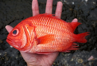 ウロコが硬く荒々しく下処理に苦労しますが、食べると非常に美味な魚です。知名度はそこそこあるものの、市場では殆ど流通することがないので「珍魚」扱いとします。